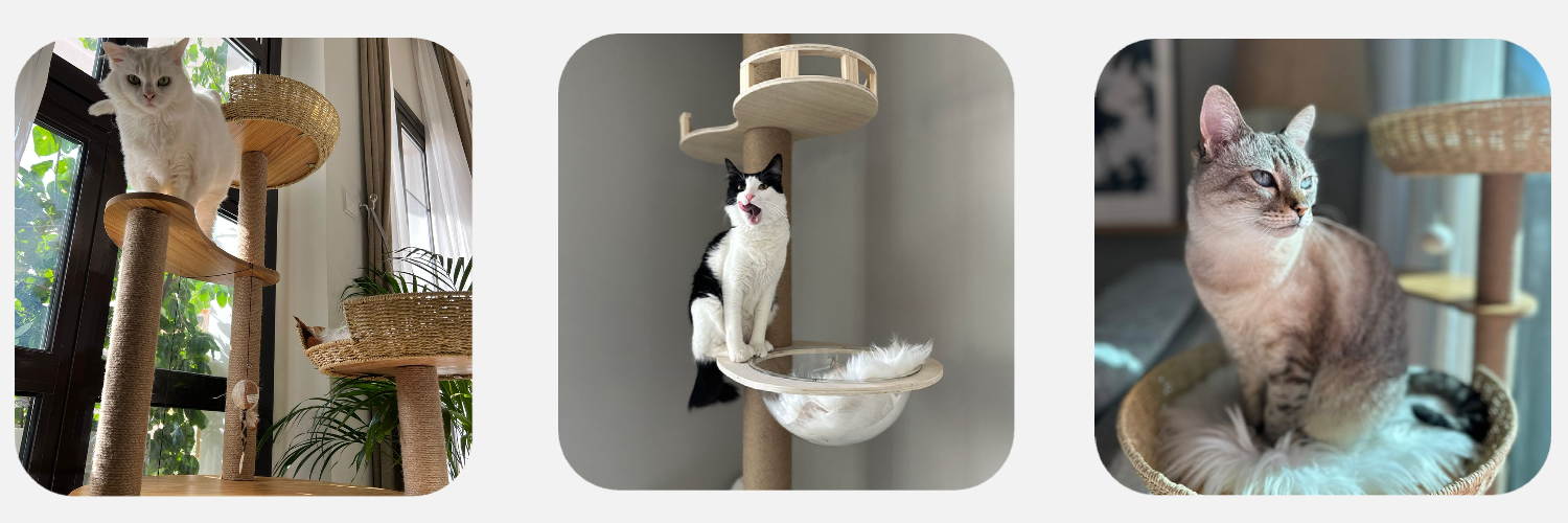 cats in cat trees