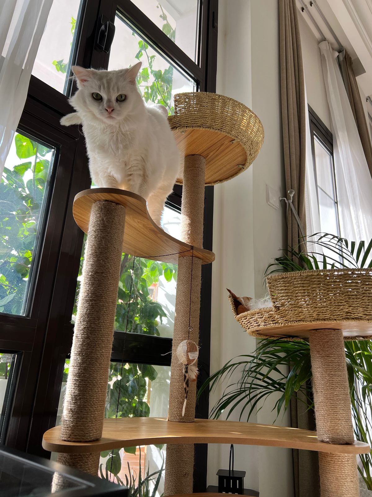 cat tree 